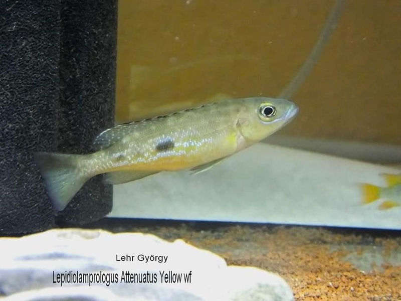 Lepidiolamprologus attenuatus